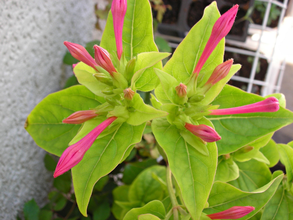 marvel of Peru,beauty of the night